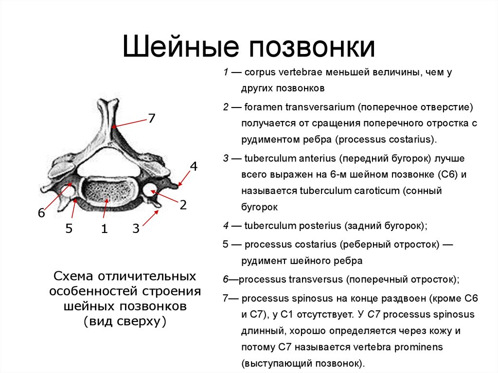 Отростки шейных позвонков. Шейные позвонки строение анатомия. Особенности строения позвонков шейного отдела. Седьмой шейный позвонок строение анатомия. Шестой шейный позвонок строение.