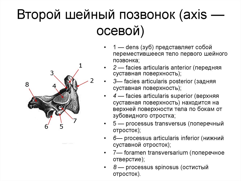 2 шейный позвонок