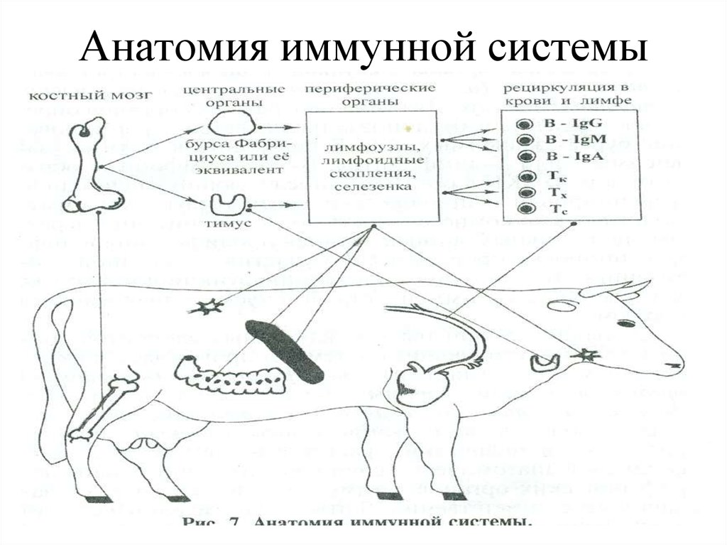System animal. Органы иммунной системы коровы строение. Иммунная система животных таблица. Периферические органы иммунной системы млекопитающих. Анатомия иммунной системы животных.
