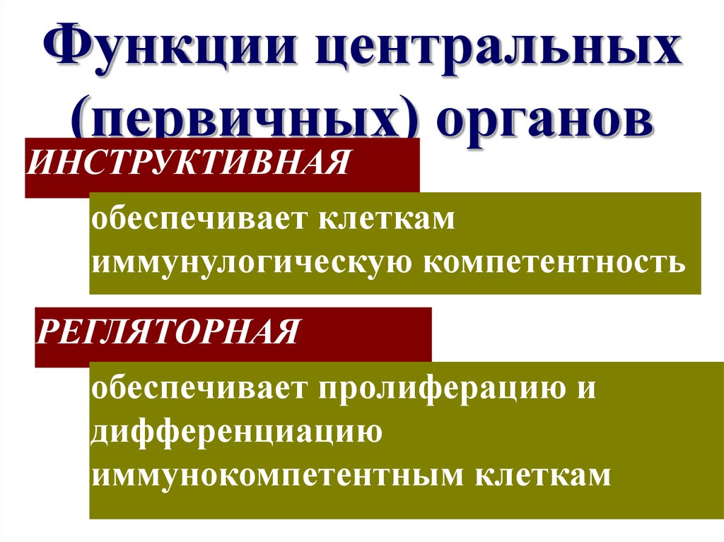 Первичные органы. Функции центрального.