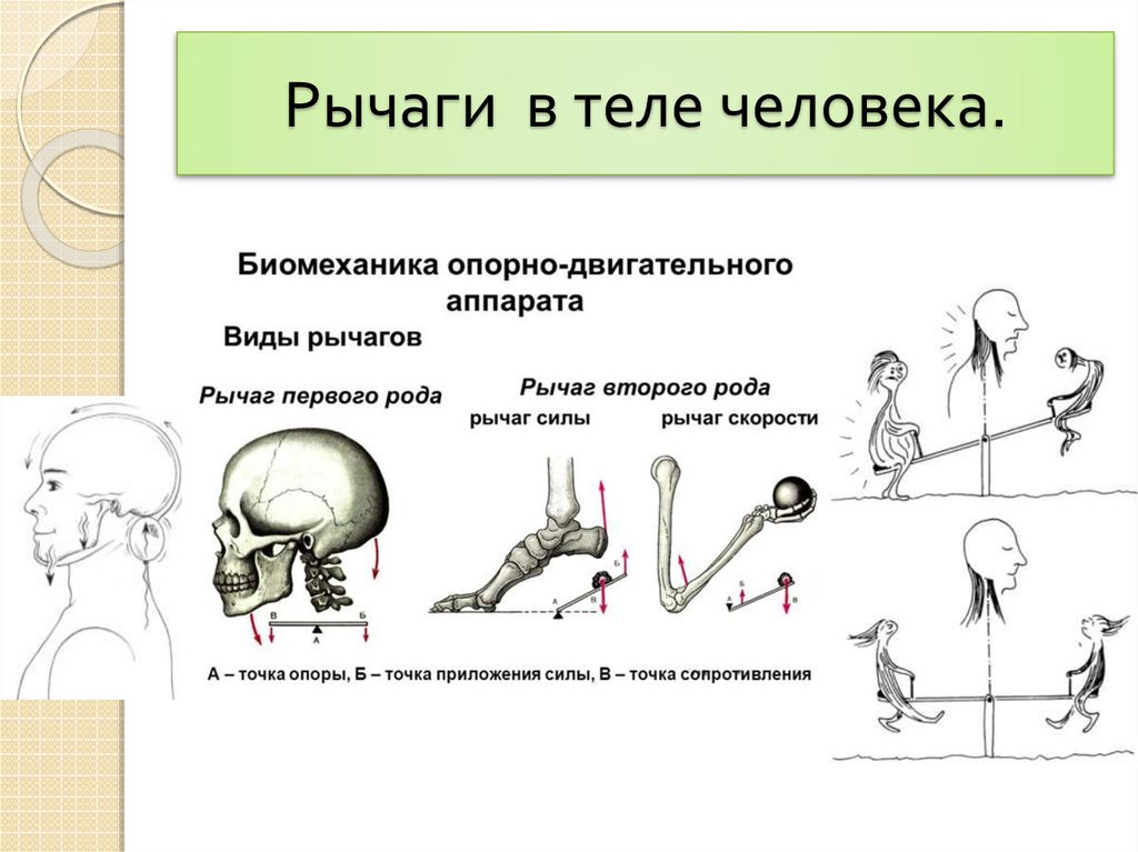 Точки зрения механики. Рычаги в организме человека физика 8 класс. Рычаги в биокинематических цепях. Рычаги первого и второго рода в биомеханике. Рычаги в скелете человека.