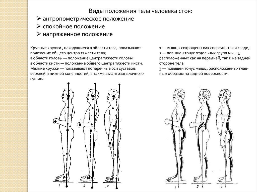 Изменение положения женщины. Общим центром тяжести (оцт) тела человека. Общий центр тяжести анатомия. Общий центр тяжести (оцт)человека. Центр тяжести тела человека биомеханика.