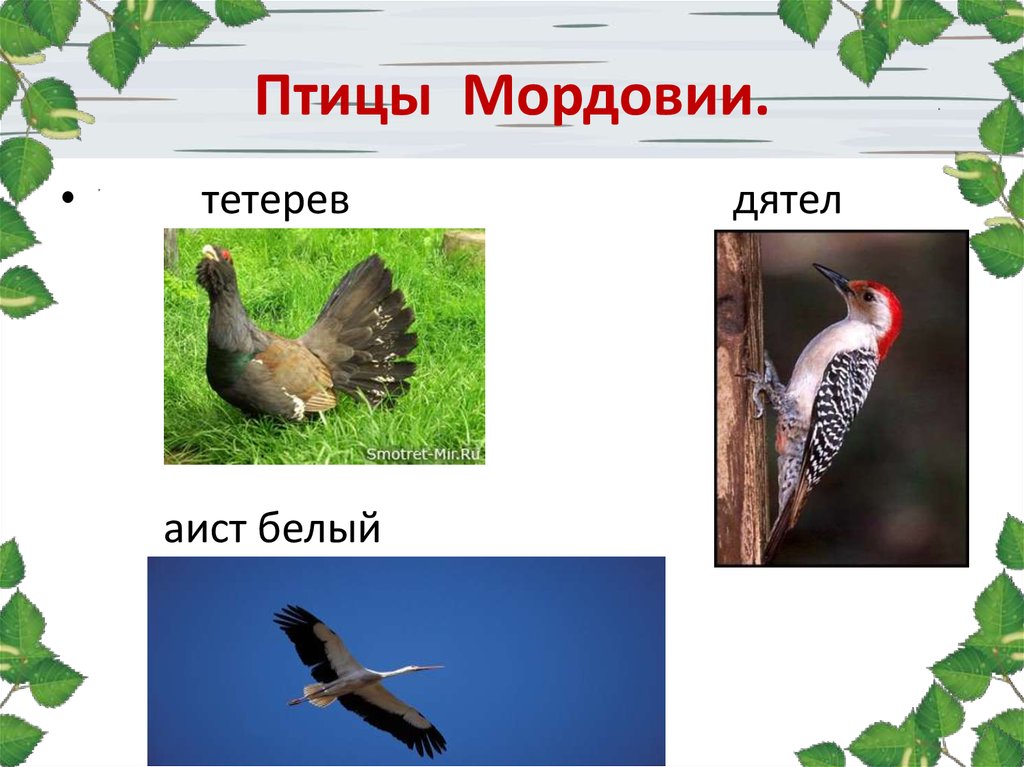 Птицы Мордовии.
