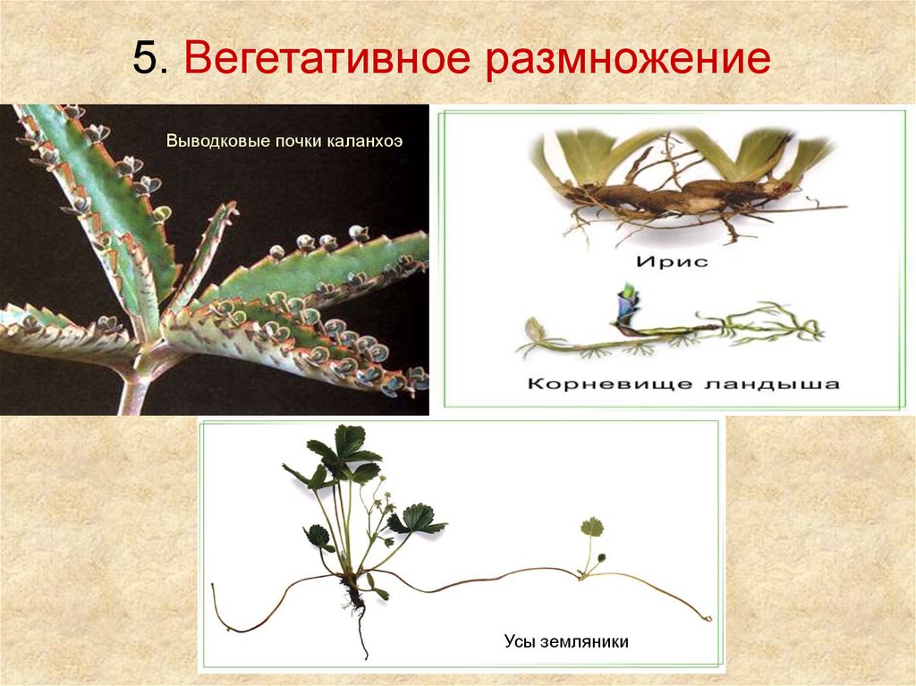 Перед размножение. Вегетативное размножение выводковыми почками. Вегетативное размножение каланхоэ. Калагхоэвегетативное размножение. Бриофиллум вегетативное размножение.