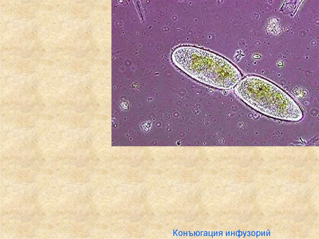 Инфузория туфелька размножение конъюгация. Конъюгация инфузорий. Конъюгация парамеции. Конъюгация простейших. Конъюгация одноклеточных организмов.