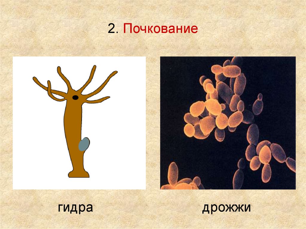 Схема процесса почкования