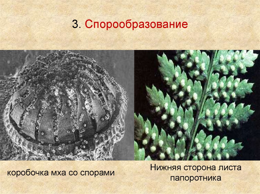 Образование спор в листьях. Коробочка со спорами у папоротника. Коробочка у папоротниковидных. У папоротника споры в коробочке. Споры на нижней стороне листа папоротника.