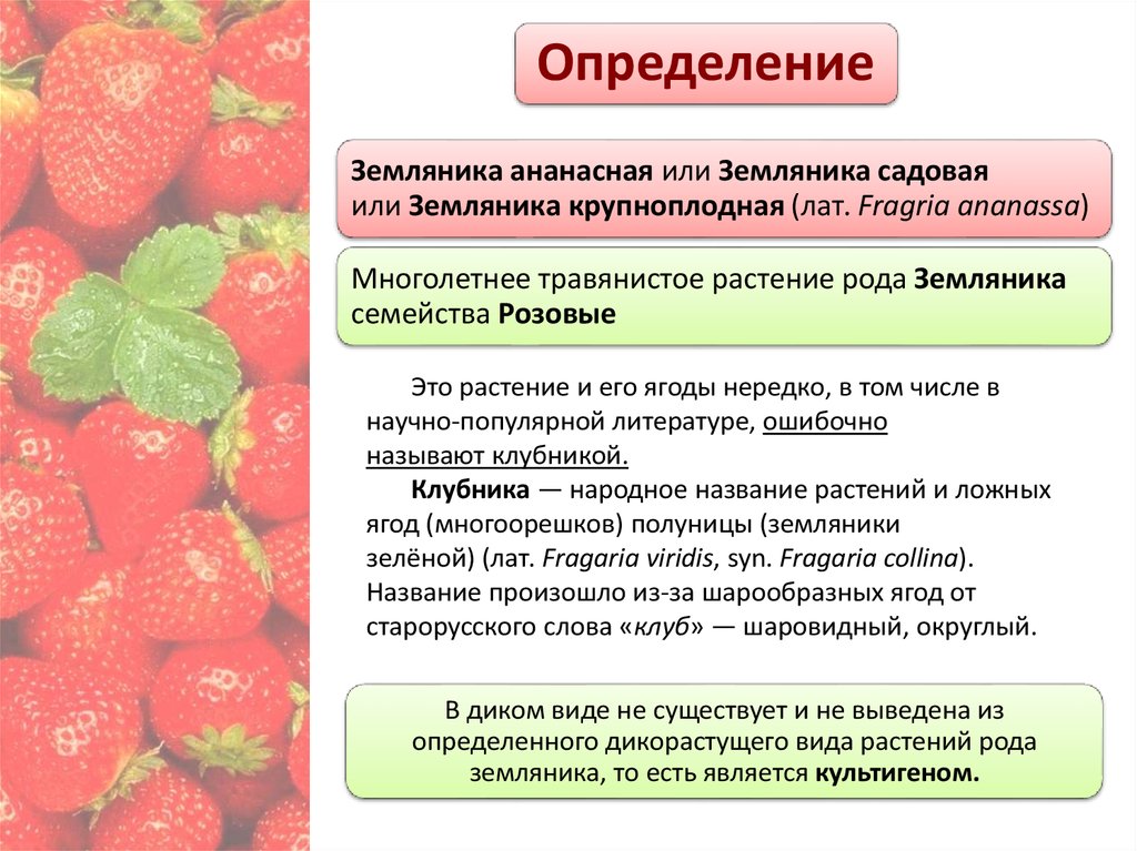 Земляника однолетнее или многолетнее. Земляника род семейство. Клубника род вид. Клубника определение. Земляника определение.