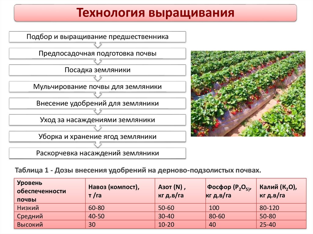 Схема посадки клубники купчиха в открытом грунте