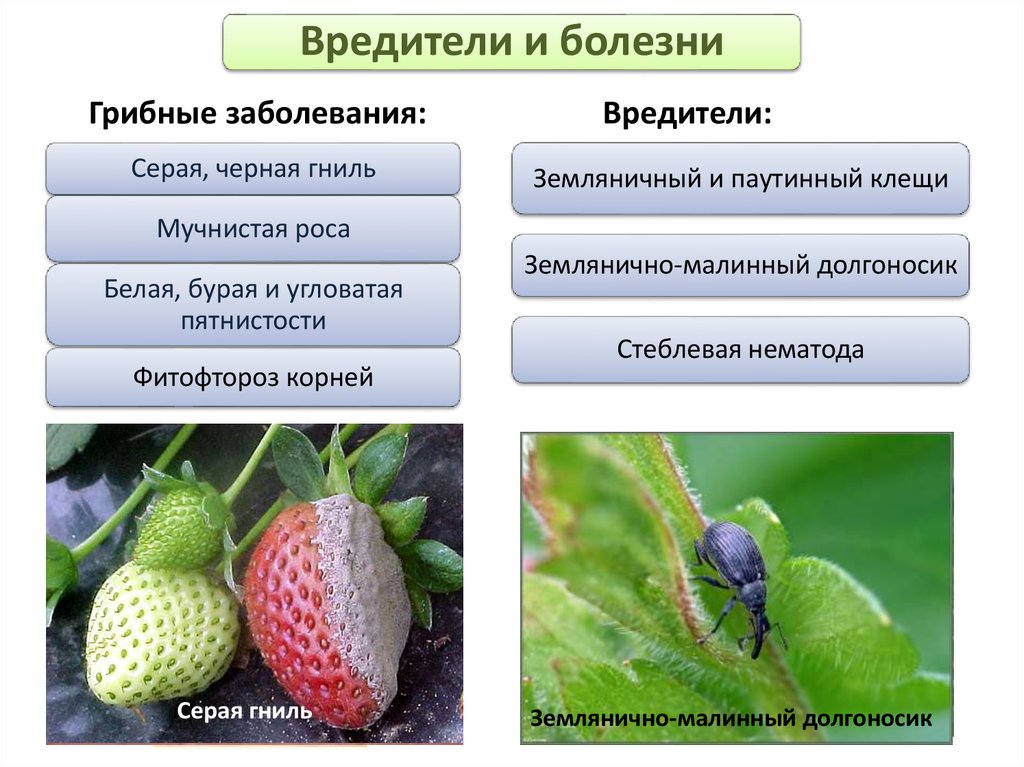 Болезни и вредители клубники описание с фотографиями