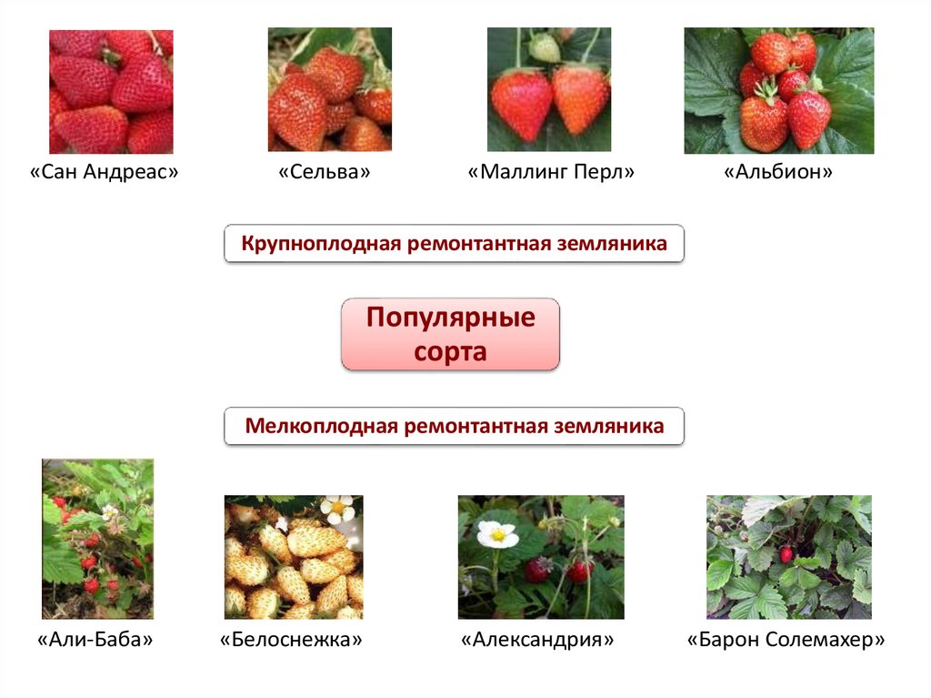 Описание клубники сан андреас фото отзывы. Земляника ремонтантная (крупноплодная) Сан андреас. Земляника Садовая мелкоплодная сорта. Земляника Сан Диас ремонтантная. Ремонтантная клубника Сельва.