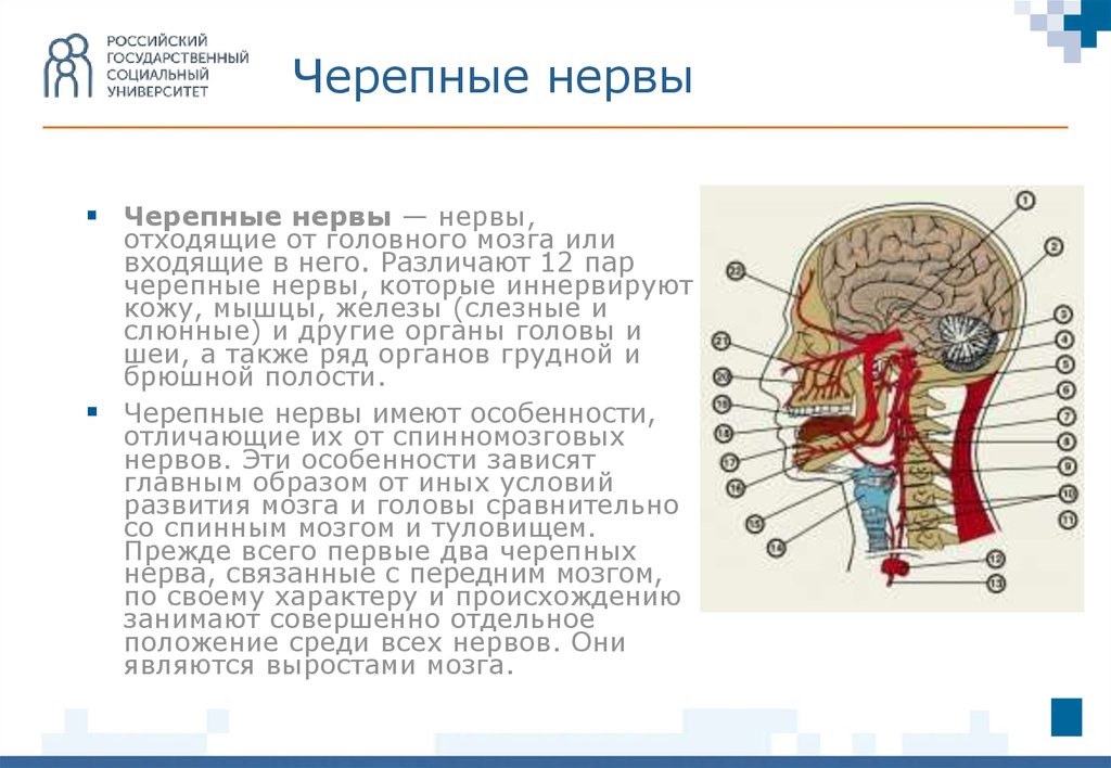 Нервные узлы черепных нервов. Черепные нервы. Нервы отходящие от головного мозга. Функциональная анатомия черепных нервов. Черепные нервы иннервирующие слюнные железы.