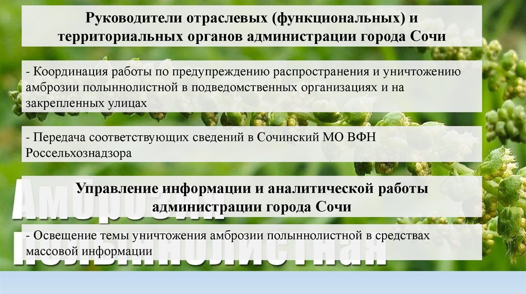 План мероприятий по борьбе с амброзией полыннолистной и другими карантинными объектами