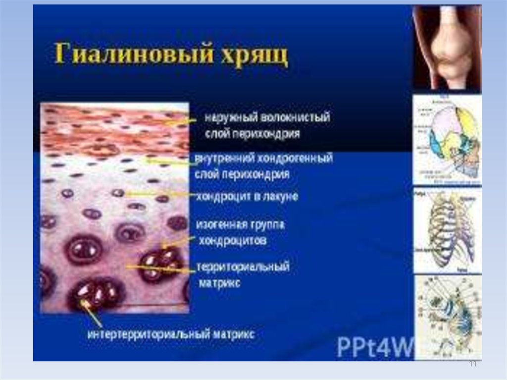 Хрящевая ткань презентация