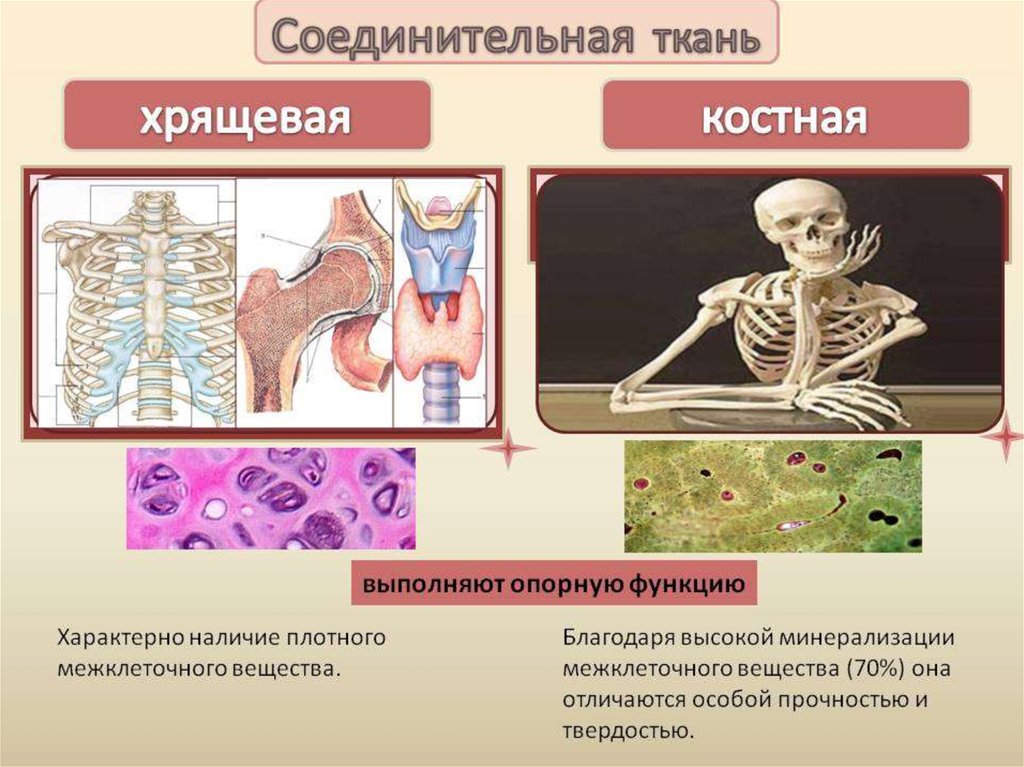 Хрящевая ткань презентация