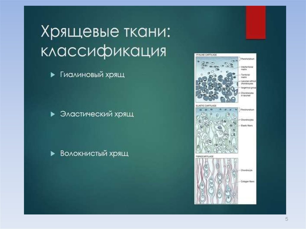 Какая ткань изображена на картинке хрящевые ткани