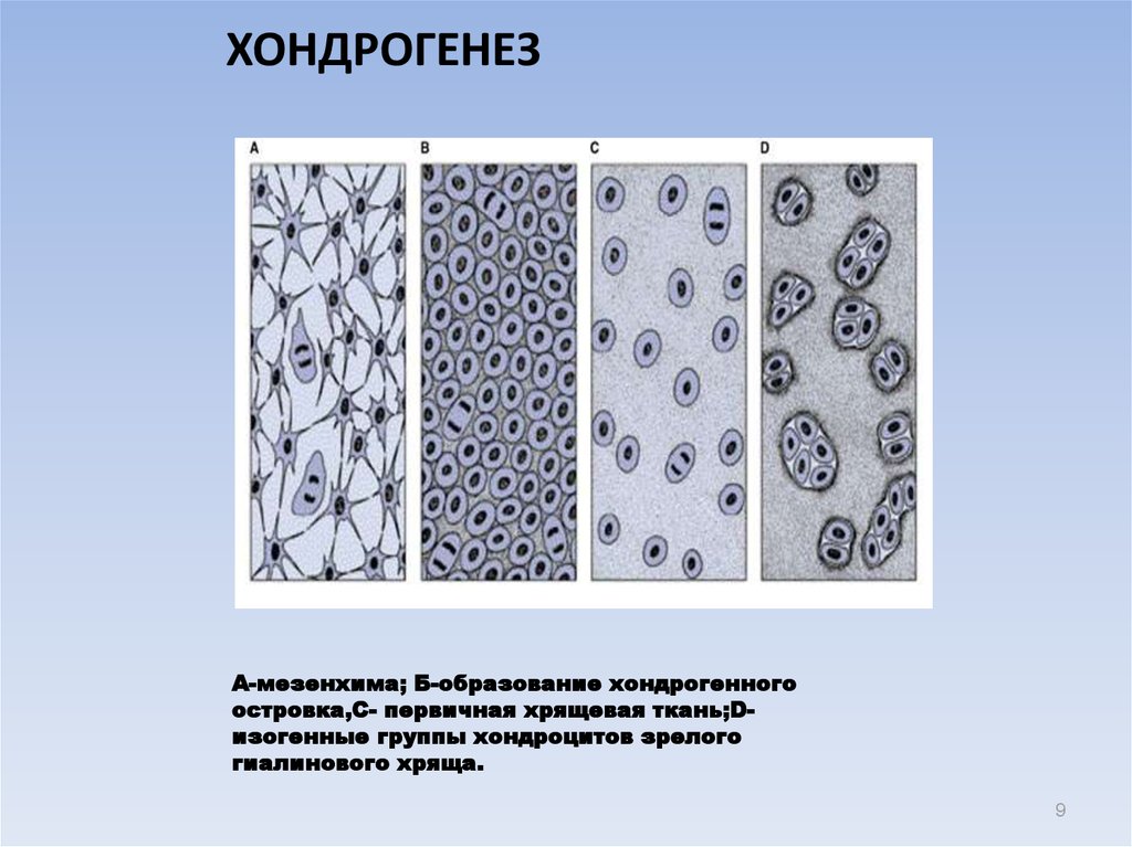 Хрящевая ткань развивается