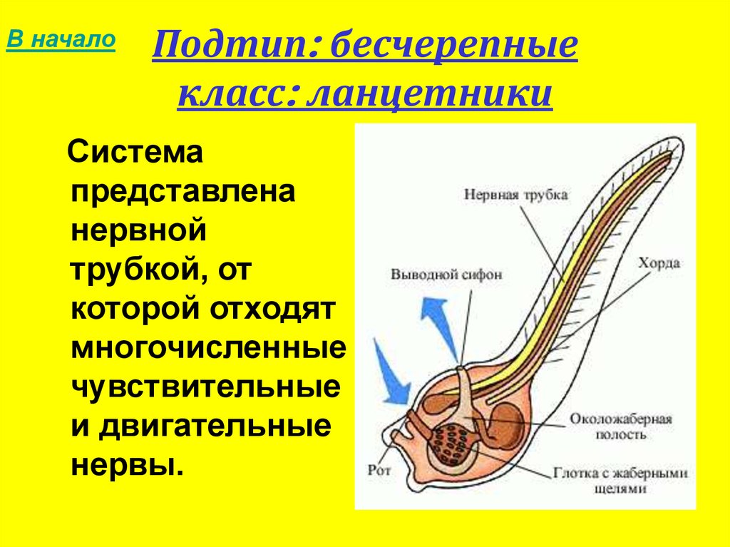 Трубчатая нервная система. Подтип Бесчерепные нервная система. Выделительная система бесчерепных. Подтип Бесчерепные класс Ланцетники. Органы размножения бесчерепных.