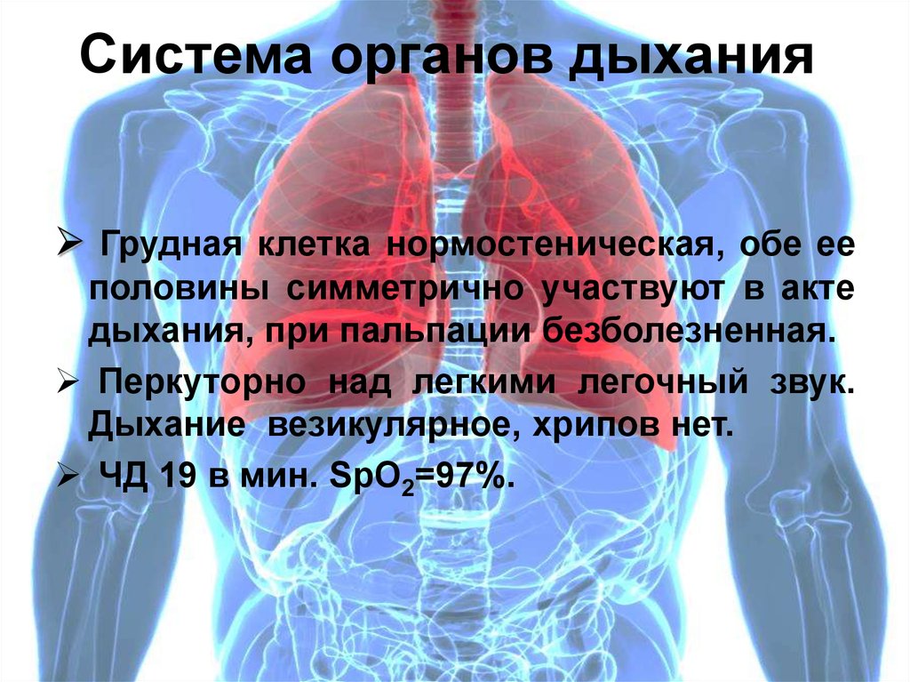 Дыхание грудной клеткой. Системы органов. Грудная клетка система органов. Грудная клетка нормостеническая участвует в акте дыхания.