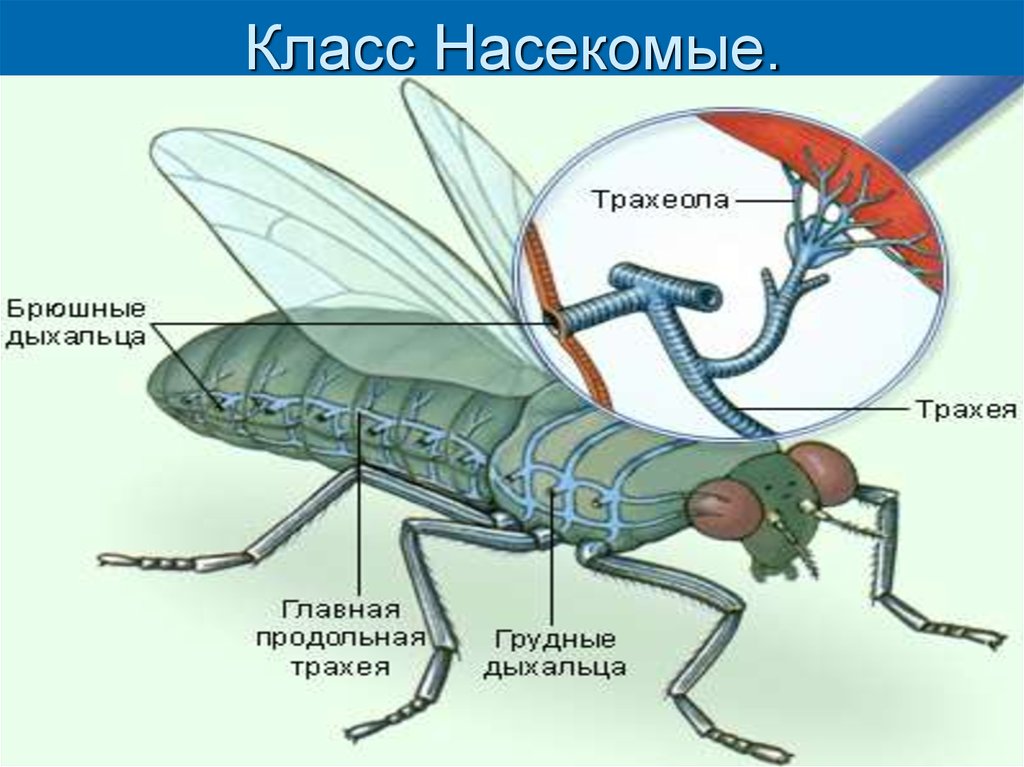 Системы класса насекомых. Класс насекомые дыхательная система. Трахейное дыхание у насекомых. Дыхательная система насекомых кузнечик. Органы газообмена насекомых.