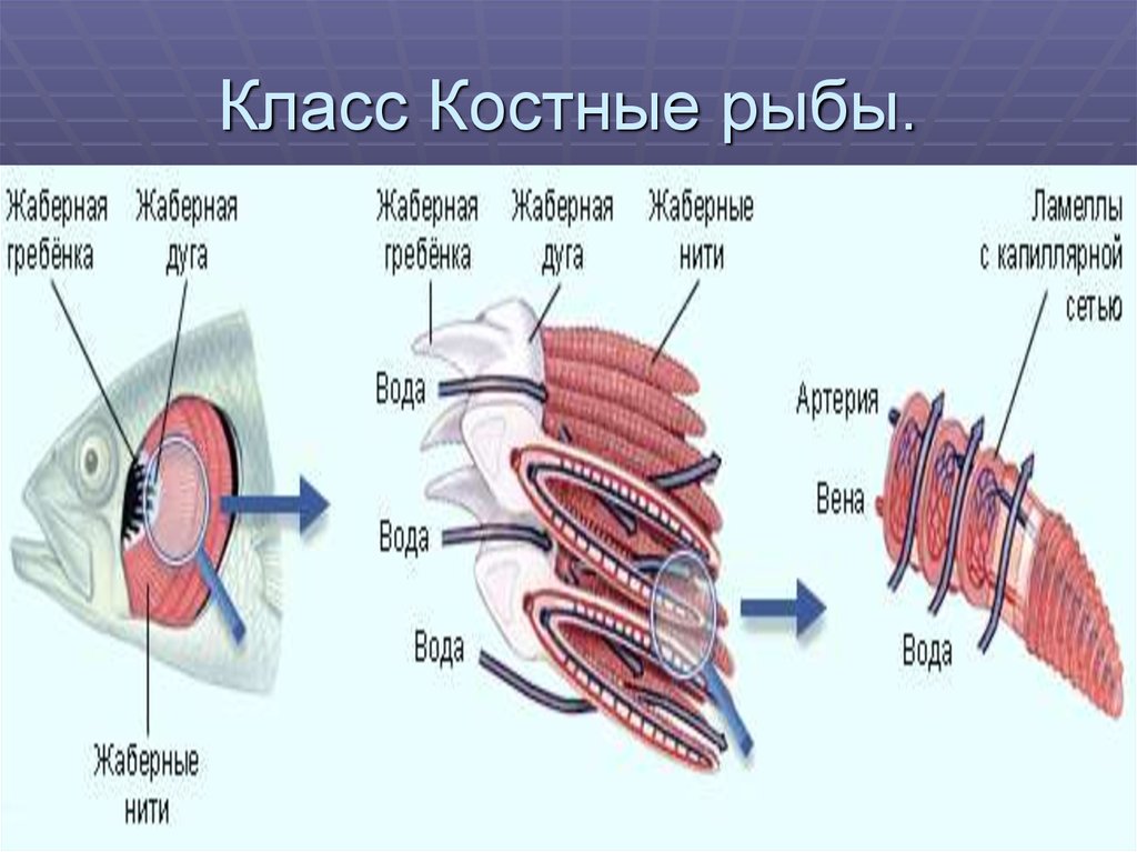 Эволюция дыхательной системы 8 класс. Эволюция органов дыхания. Эволюция дыхательной системы животных. Газообмен происходит в костные рыбы