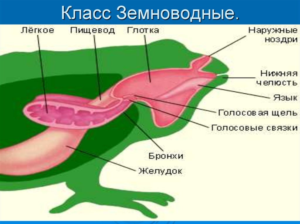 Эволюция органов животных