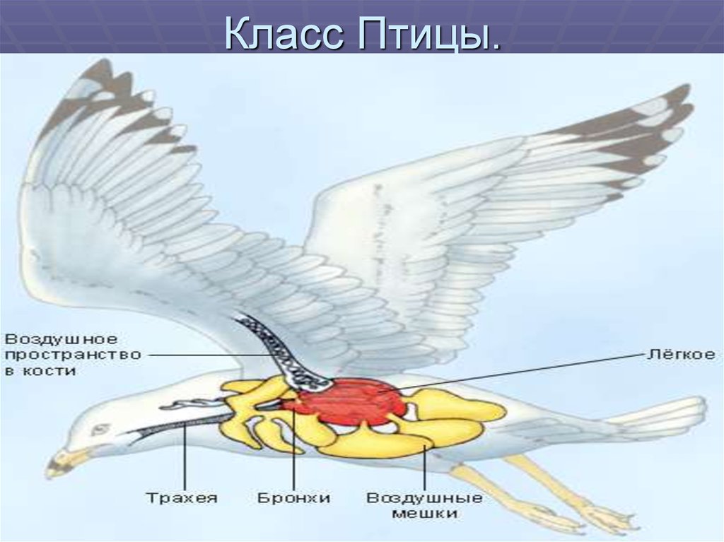 Какое движение у птиц