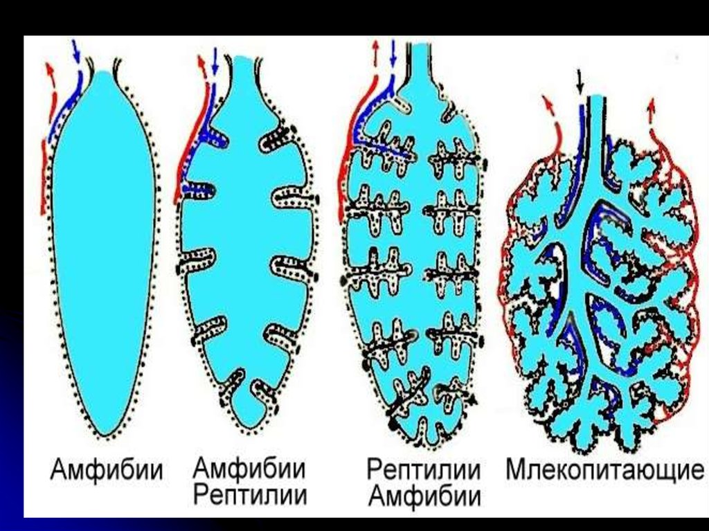 Схема газообмена у живых организмов используя свои примеры