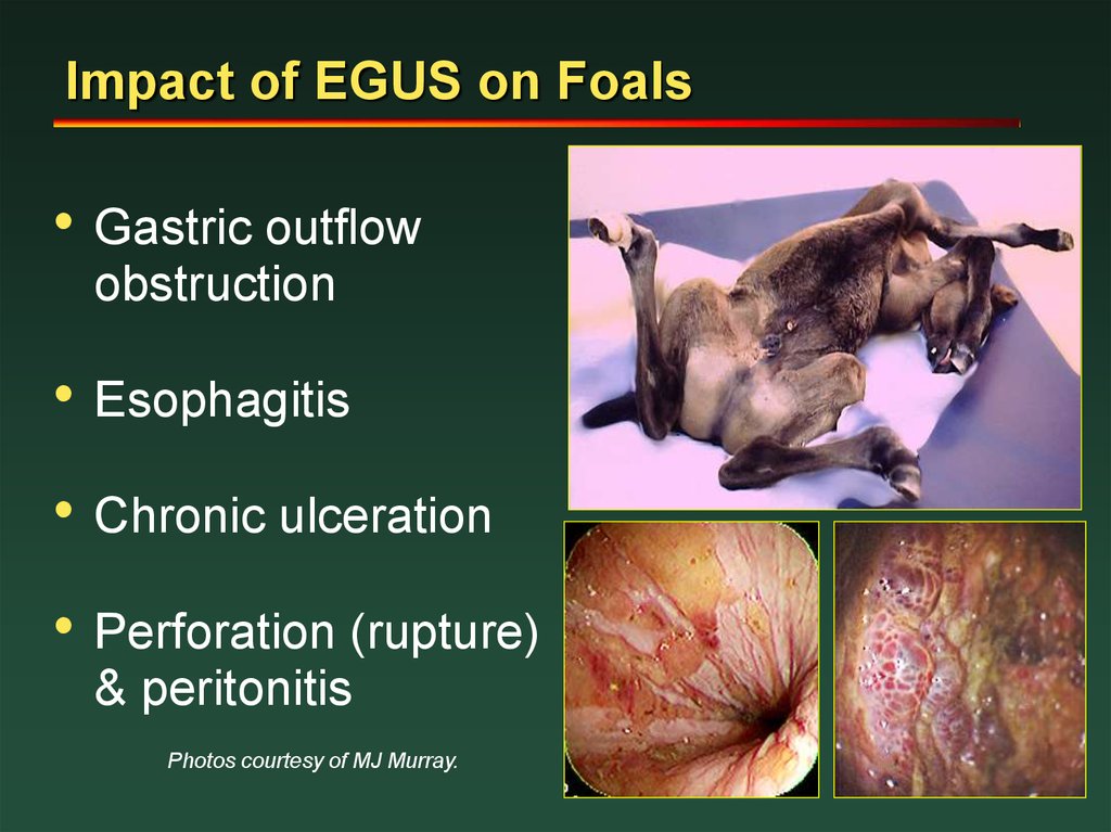 Impact of EGUS on Foals