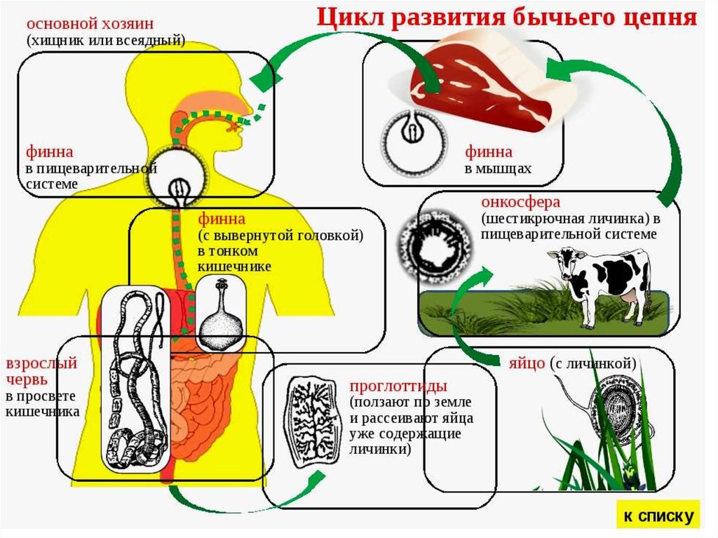 Ленточные жизненный цикл. Жизненный цикл развития бычьего цепня схема. Цикл жизни бычьего цепня. Цикл развития бычьего цепня. Цикл развития бычьего цеп.