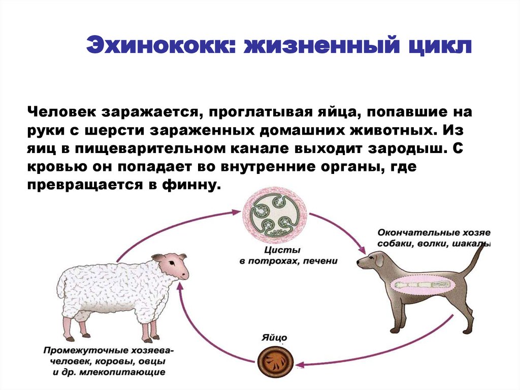 Откуда можно заразиться. Цикл развития эхинококка промежуточный хозяин. Эхинококкоз цикл развития схема. Цикл развития эхинококка окончательный хозяин. Жизненный цикл эхинококка схема.