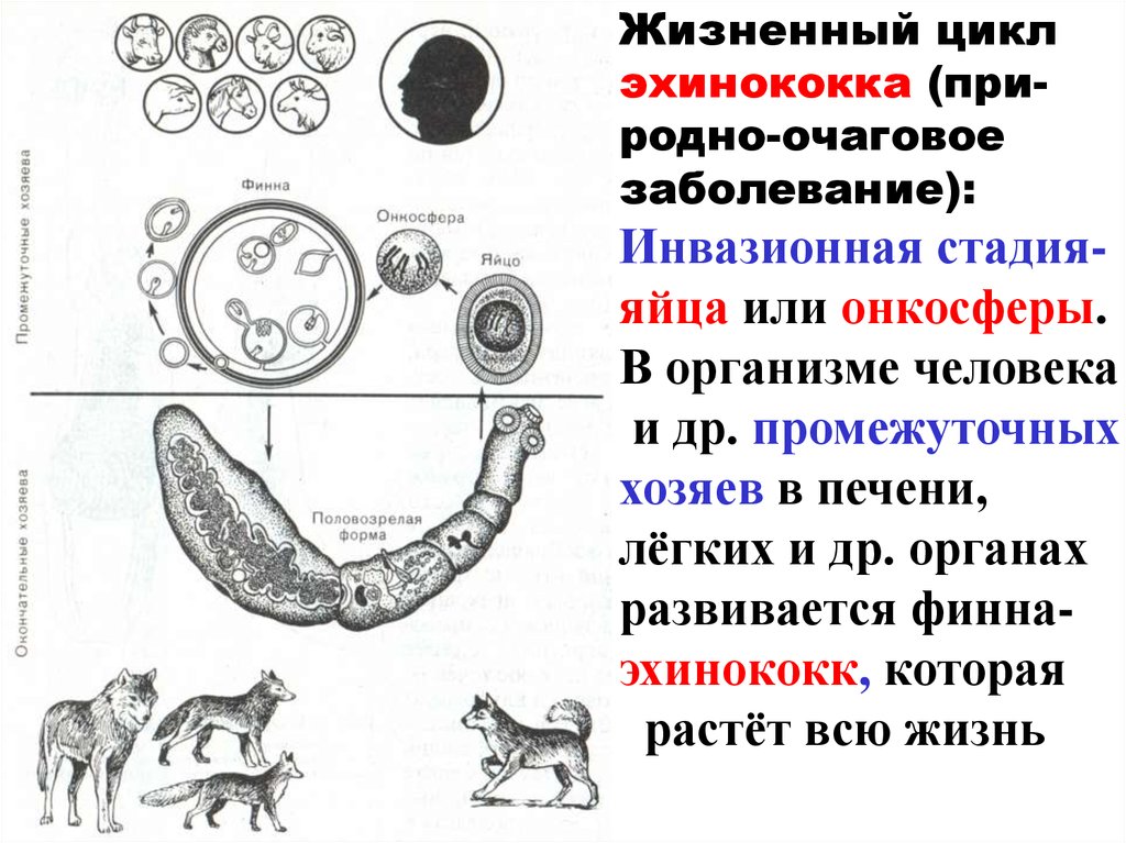 Ленточные жизненный цикл. Схемы циклов развития ленточных червей эхинококк. Echinococcus granulosus инвазионная стадия. Инвазионная стадия эхинококка для человека. Стадии развития эхинококка.