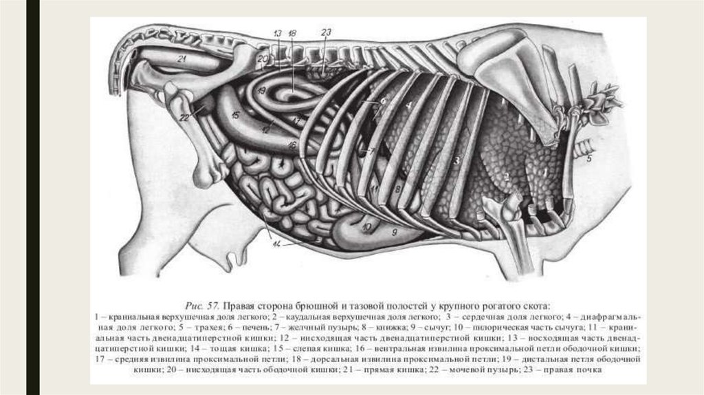 Топография органов. Топография внутренних органов коровы. Топография органов брюшной полости коровы. Анатомия брюшной полости КРС. Топография внутренних органов лошади.