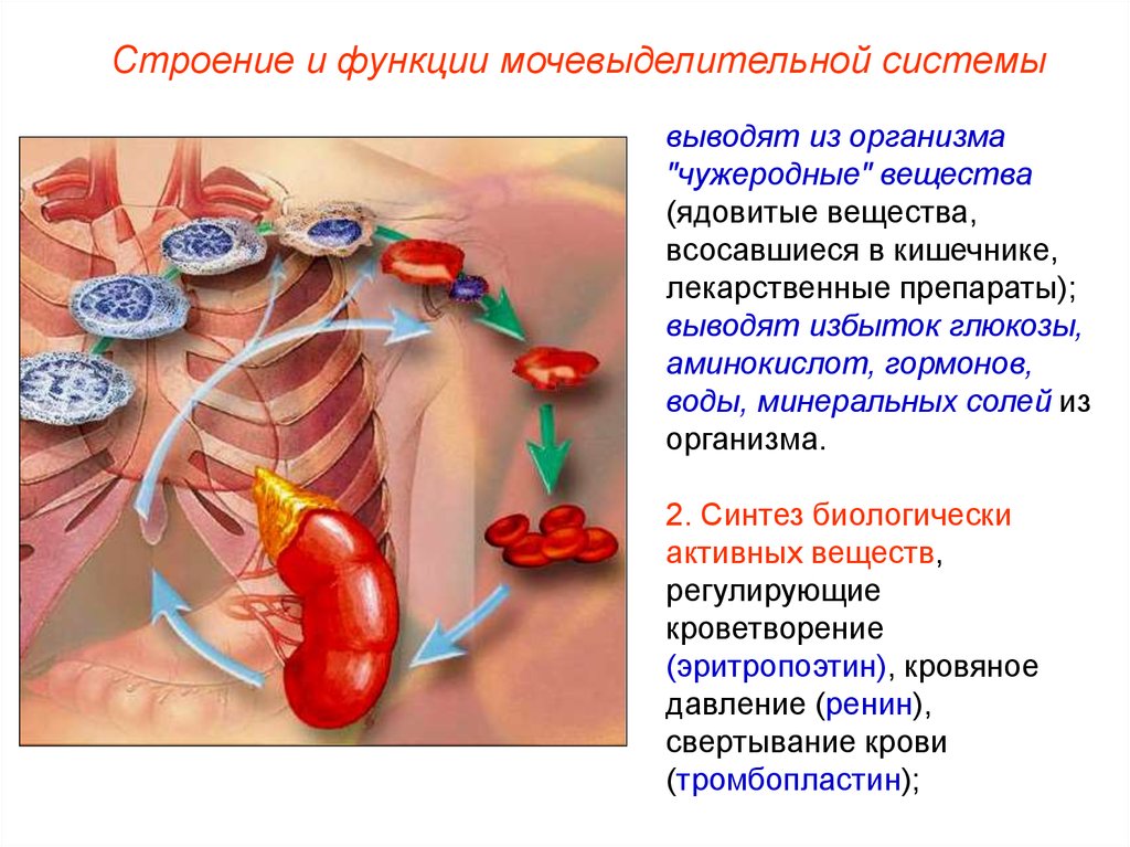 Какой орган отвечает за выведение. Функции мочевыделительной системы. Строение и функции мочевыделительной системы. Функции выделительной системы. Строение и функции выделительной системы.