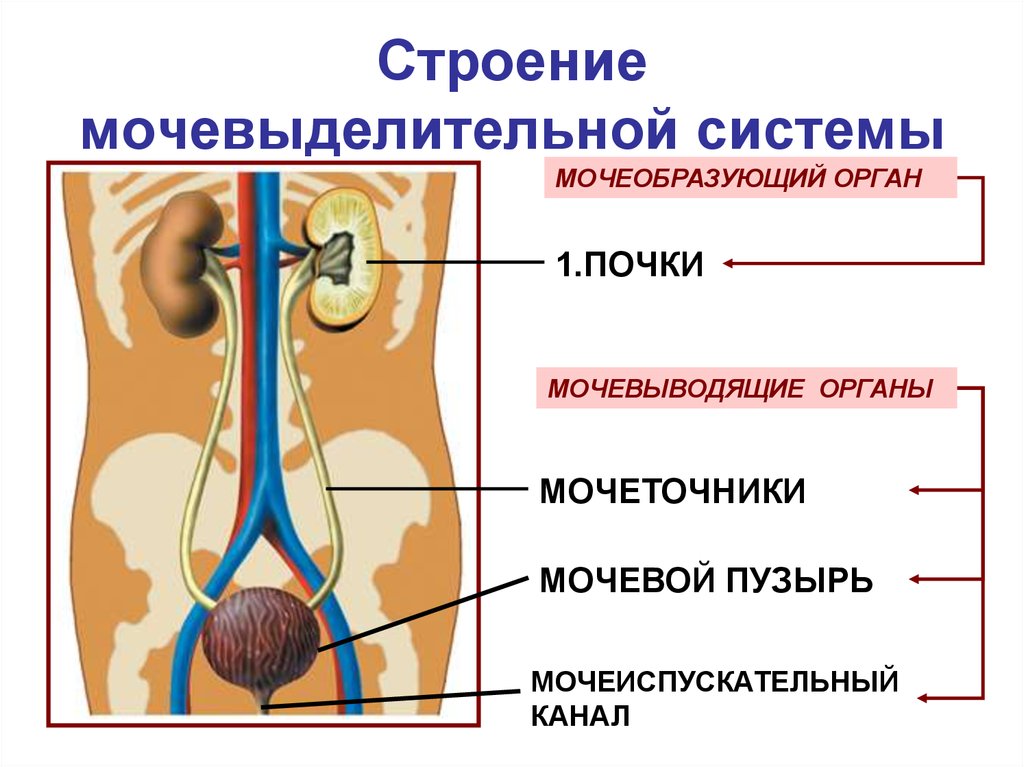 Функция мочевых органов. Выделительная система строение почки. Органы мочевыделения почки мочеточники мочевой пузырь. Система органов выделительная органы почки мочевой пузырь функция. Схема строения мочевыделительной системы человека.