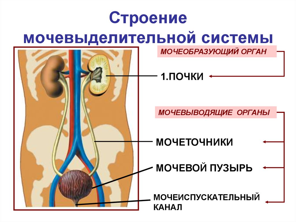 Мочевыделительная система человека схема