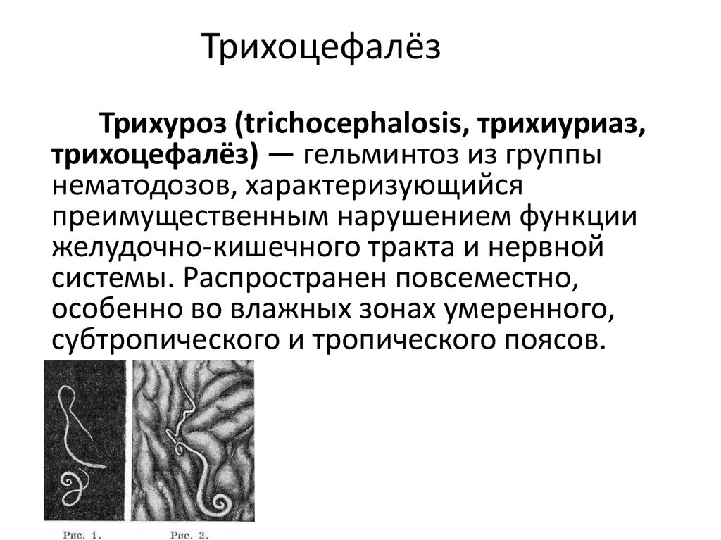 a trichocephalus klinikai vizsgálata)