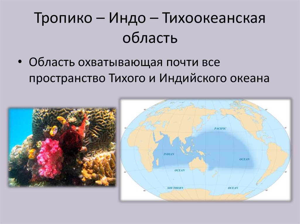 Тропико – Индо – Тихоокеанская область