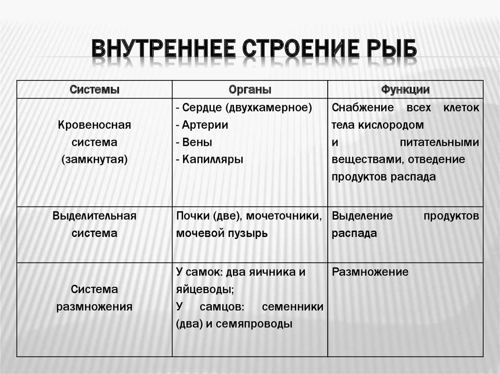 Схема классификации типа хордовых таблица word