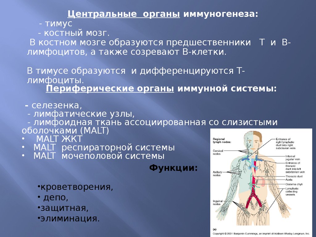 Иммунная система тимус. Центр органы иммунной системы тимус и костный мозг. Центральные органы иммунной системы вилочковая железа и мозг. Таблица органы иммунной системы тимус. Центральные органы кроветворения и иммуногенеза.