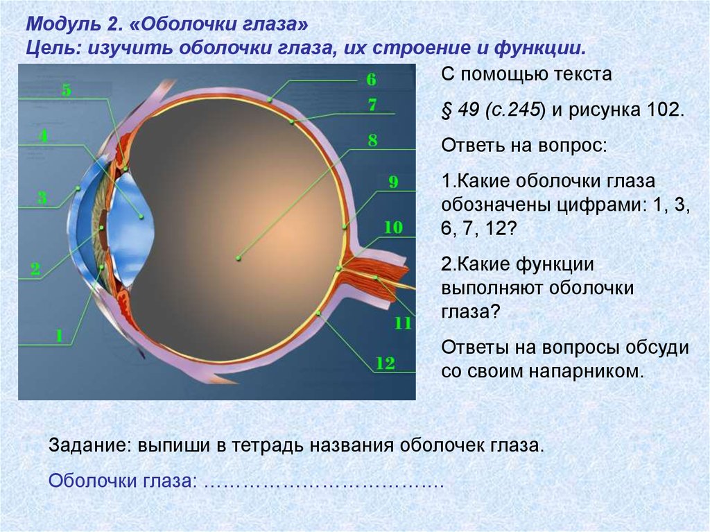 Какие функции выполняют следующие структуры глаза. Зрительный анализатор строение и функции анатомия. Строение зрительного анализатора оболочки. Зрительный анализатор оболочки глаза глазное. Лабораторная работа 4 изучение строения и работы органа зрения.