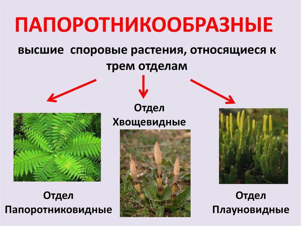 Приведите примеры растений споровые семенные