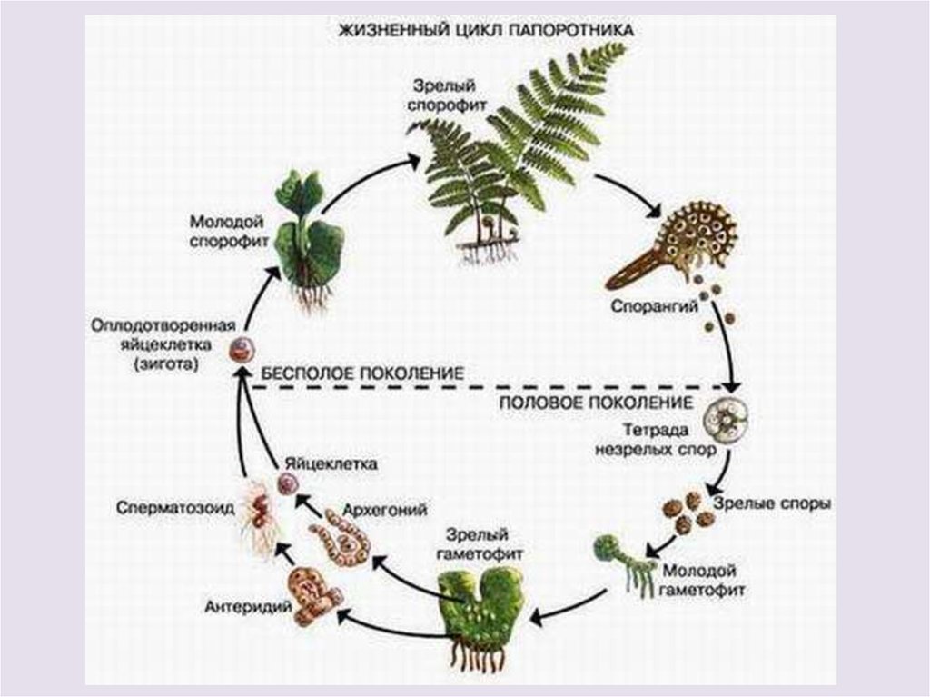 Схема развития споровых растений