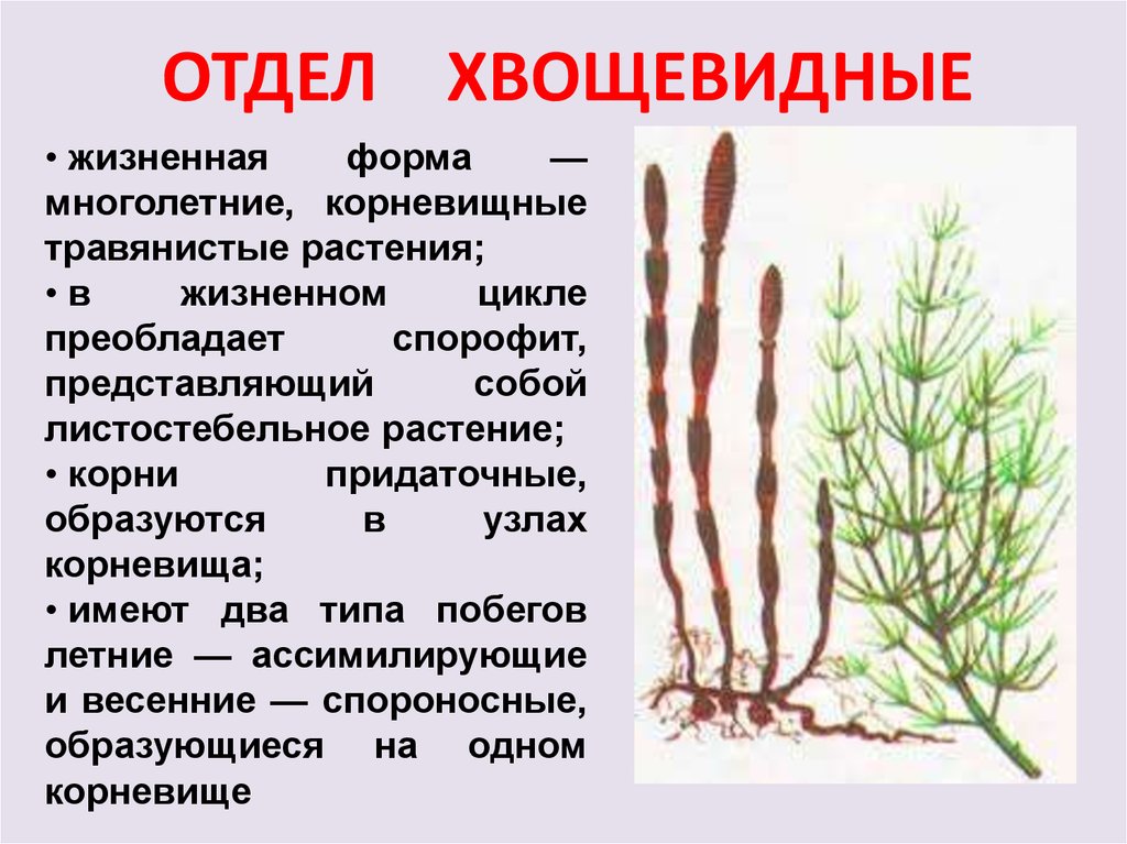 Споровые растения примеры названия