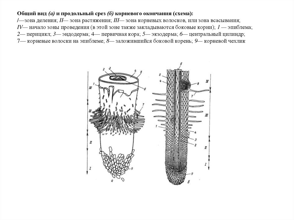 Рисунок кончика корня под микроскопом