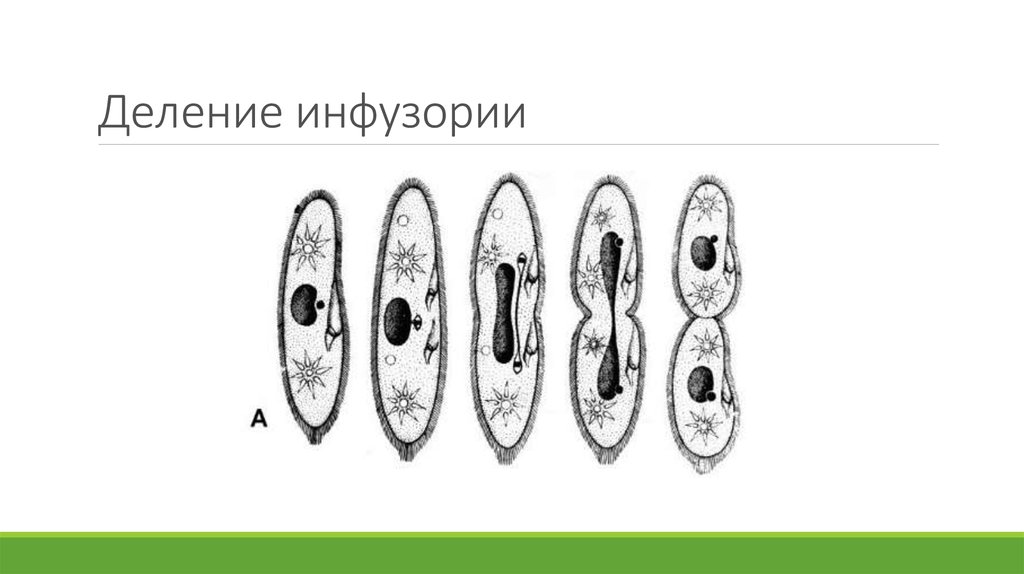 Стадии конъюгации инфузории