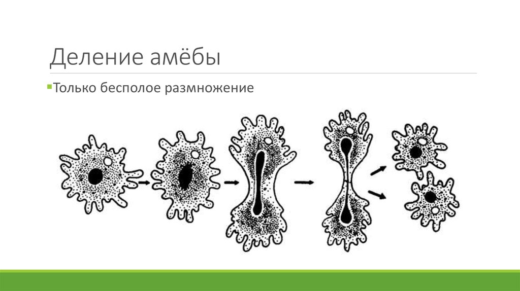 Какой процесс жизнедеятельности амебы изображен на рисунке