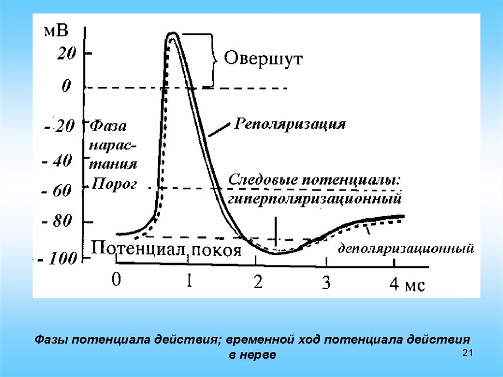 Графическое изображение потенциала покоя