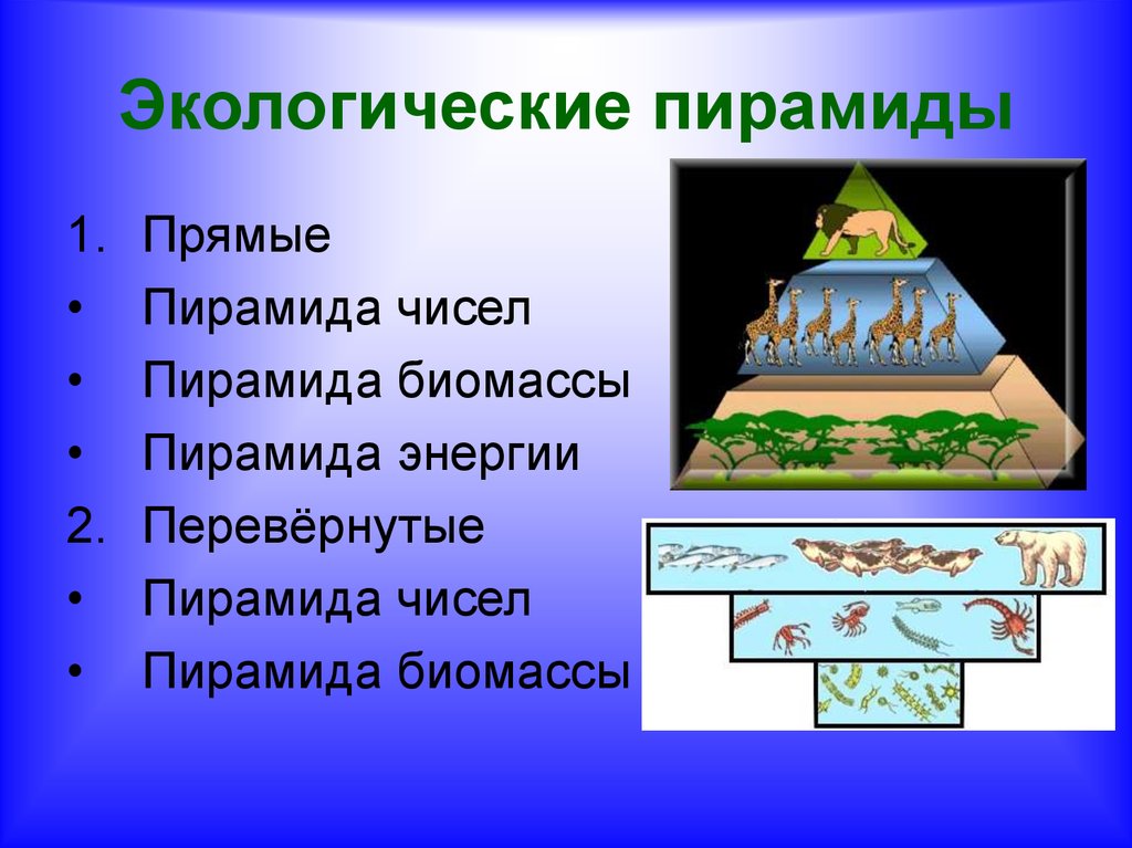 В чем сущность правила экологической пирамиды. Экологическая пирамида. Типы экологических пирамид. Правило экологической пирамиды. Перевернутая экологическая пирамида.