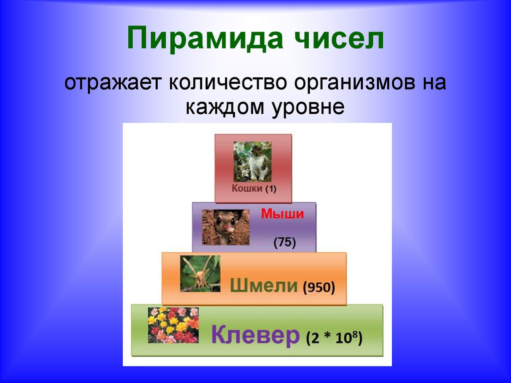 Экологическая пирамида картинки